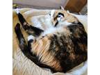 Adopt Eleven a Tortoiseshell Calico / Mixed (short coat) cat in Medford