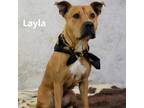 Adopt Layla a Brown/Chocolate German Shepherd Dog / Mixed dog in Yuma