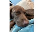 Adopt Bo a Brown/Chocolate Labrador Retriever / Mixed dog in Hastings