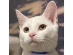 Adopt Christian McCatfrey a White Domestic Shorthair / Domestic Shorthair /