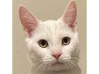 Adopt Brock Purrdy a White Domestic Shorthair / Domestic Shorthair / Mixed cat