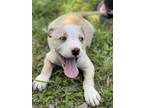 Adopt KAKASHI a Tan/Yellow/Fawn Labrador Retriever / Mixed dog in Wellington