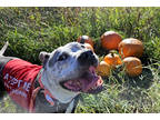 Adopt Raider a Gray/Blue/Silver/Salt & Pepper American Staffordshire Terrier /