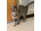 Adopt Aslan a Brown or Chocolate Domestic Shorthair / Domestic Shorthair / Mixed