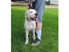 Adopt Petey a Dogo Argentino dog in Windsor, CO (38802765)
