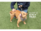 Adopt Ruthie Jo a Tan/Yellow/Fawn American Pit Bull Terrier / Mixed dog in