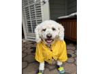 Adopt Cusco a White Maltipoo / Mixed dog in Davenport, FL (39037228)