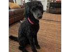 Adopt Asha a Poodle (Miniature) / Golden Retriever / Mixed dog in Jacksonville