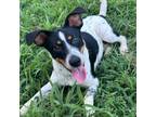 Adopt Wonton a Black Beagle / Australian Cattle Dog / Mixed dog in Huntsville