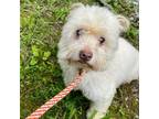 Adopt Max a White - with Tan, Yellow or Fawn Westie, West Highland White Terrier