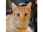Adopt Daisy May (nee Jelly Bean) a Orange or Red Tabby Domestic Shorthair /