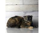 Adopt Cielo a Tortoiseshell Domestic Shorthair / Mixed cat in Yuma