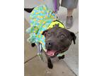 Adopt Purl a Black Labrador Retriever / Pit Bull Terrier dog in Gilbertsville