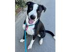 Adopt RASCAL a Black - with White Australian Cattle Dog / American Staffordshire