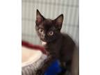 Adopt Rhiannon a All Black Domestic Shorthair / Domestic Shorthair / Mixed cat