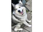 Adopt Sir a Black - with Tan, Yellow or Fawn Husky / Mixed dog in Park Forest