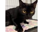 Adopt Peaches - City of Industry Location a All Black Domestic Shorthair / Mixed