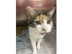 Adopt Nancy a Brown or Chocolate Domestic Shorthair / Domestic Shorthair / Mixed