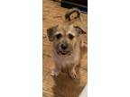 Adopt Benji a Brown/Chocolate - with White Norfolk Terrier / Mutt / Mixed dog in