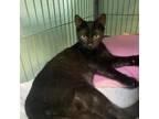 Adopt Mickey a All Black Domestic Shorthair / Mixed cat in Ridgeland