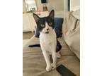 Adopt Velma a Domestic Shorthair / Mixed (short coat) cat in Hoover