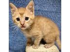 Adopt Ozzy a Orange or Red Domestic Shorthair / Mixed cat in Folsom