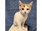 Adopt Griffin a Orange or Red Domestic Shorthair / Mixed cat in Folsom
