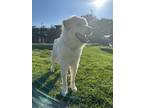 Adopt Tony a White Great Pyrenees / Labrador Retriever / Mixed dog in Nashville