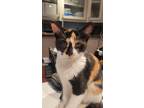 Adopt Honey a Domestic Shorthair / Mixed (short coat) cat in Meriden