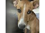 Adopt Cash a Brown/Chocolate Whippet / Mixed dog in Abilene, TX (39018589)