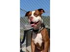 Adopt Cheese a American Pit Bull Terrier / Mixed dog in Blountville
