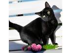 Adopt Luna - City of Industry Location a All Black Domestic Shorthair / Mixed
