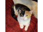 Adopt Helen a Calico or Dilute Calico Domestic Shorthair / Mixed cat in