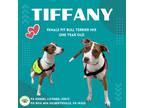 Adopt Tiffany a Brown/Chocolate - with White Pit Bull Terrier dog in