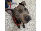 Adopt Suzanne a Gray/Silver/Salt & Pepper - with Black Mixed Breed (Medium) /