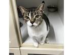 Adopt Pickles a Calico or Dilute Calico Domestic Shorthair / Mixed cat in