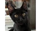 Adopt CHUCKIE a All Black Domestic Shorthair / Mixed cat in Pt.