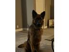 Adopt Blue a Black - with Tan, Yellow or Fawn German Shepherd Dog / Mixed dog in
