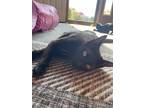 Adopt Elenore a All Black American Shorthair / Domestic Shorthair / Mixed cat in