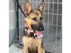 Adopt Gumdrop a Tan/Yellow/Fawn German Shepherd Dog / Mixed dog in Wadena