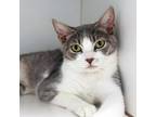 Adopt Plum a Gray or Blue Domestic Shorthair / Mixed cat in Long Beach