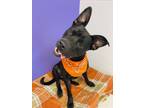 Adopt Monty a Black Labrador Retriever / Mixed dog in Binghamton, NY (38988912)