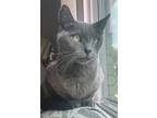Adopt Abby a Gray or Blue Russian Blue (short coat) cat in Mount Clemens