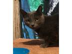 Adopt Silva a Gray or Blue Russian Blue (short coat) cat in Fayetteville