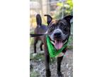 Adopt Chasm a Black Mixed Breed (Large) / Mixed dog in Cincinnati, OH (38965655)