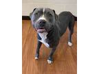 Adopt 53958263 a Gray/Blue/Silver/Salt & Pepper American Pit Bull Terrier /