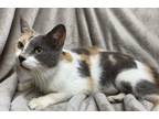 Adopt Diamond a Tan or Fawn Domestic Shorthair / Domestic Shorthair / Mixed cat