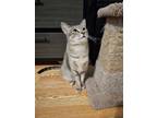 Adopt Gypsy 4423 a Gray, Blue or Silver Tabby Domestic Shorthair / Mixed cat in