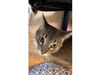 Adopt Gypsy 4423 a Gray, Blue or Silver Tabby Domestic Shorthair / Mixed cat in