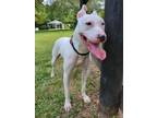 Adopt Lumi a White American Pit Bull Terrier / Mixed dog in Midland